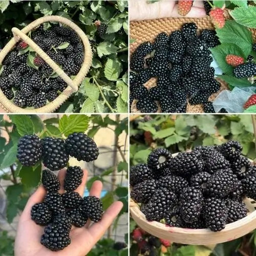 200 Semillas De Moras Orgánicas + Regalo Especial