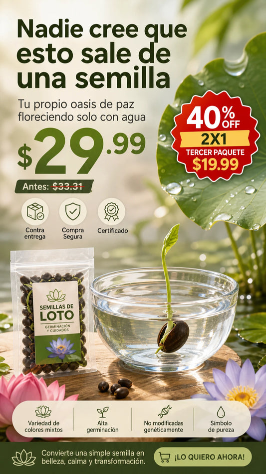 2X1 Semillas de Bonsái de Loto Ángulo: Transformación impresionante