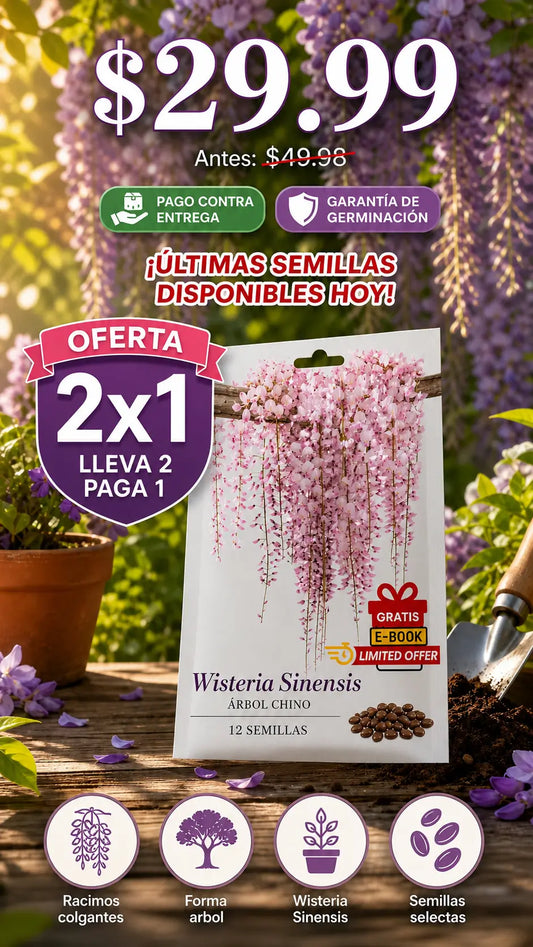 2X1 WISTERIA