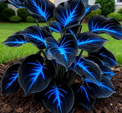 Semillas Hosta de Colores Vibrantes