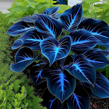 Semillas Hosta de Colores Vibrantes