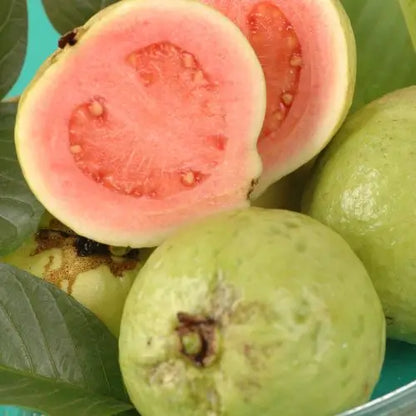 Semillas de Tu Árbol Tropical de Guayaba Roja Orgánica