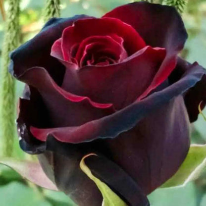 Semillas Exóticas de Rosa Roja y Negra