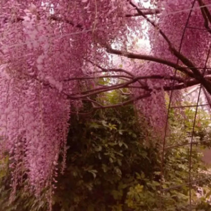 Wisteria Árbol Chino – Semillas Decorativas de Floración Colgante