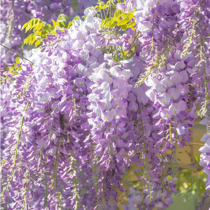 Wisteria Árbol Chino – Semillas Decorativas de Floración Colgante