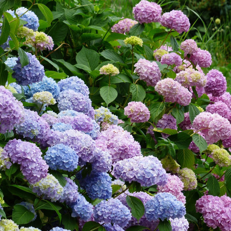 Semillas Seleccionadas de Hortensias - Transformando Espacios Verdes