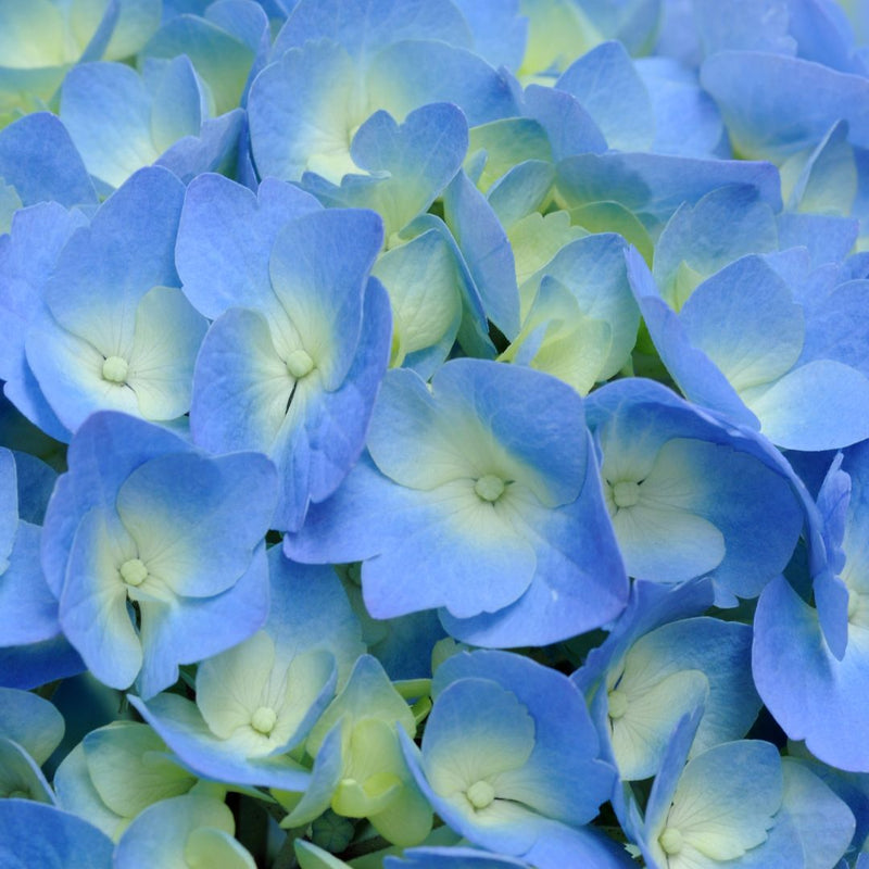Semillas Seleccionadas de Hortensias - Transformando Espacios Verdes