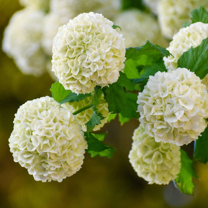 Semillas Seleccionadas de Hortensias - Transformando Espacios Verdes