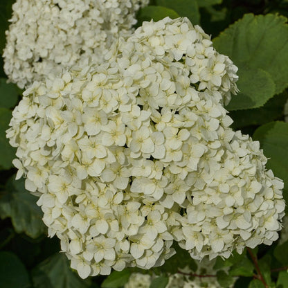 Semillas Seleccionadas de Hortensias - Transformando Espacios Verdes