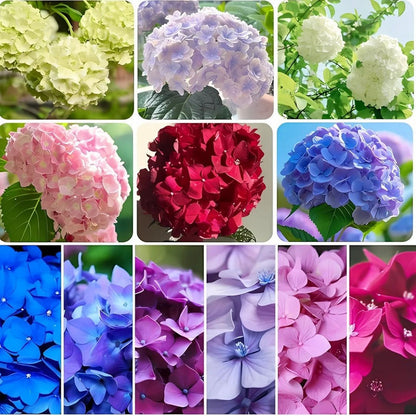 Semillas Seleccionadas de Hortensias - Transformando Espacios Verdes