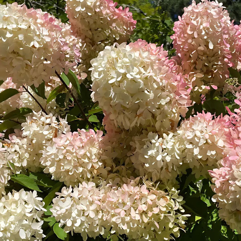 Semillas Seleccionadas de Hortensias - Transformando Espacios Verdes