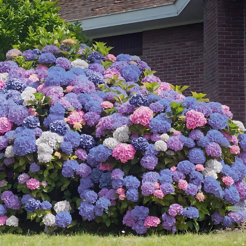 Semillas Seleccionadas de Hortensias - Transformando Espacios Verdes