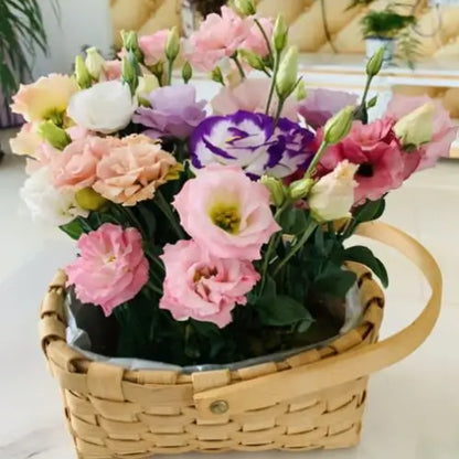Semillas de Lisanthus, Rosa Eustoma sin espinas