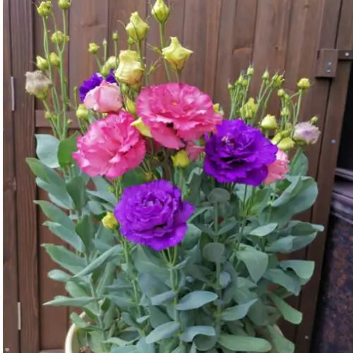 Semillas de Lisanthus, Rosa Eustoma sin espinas