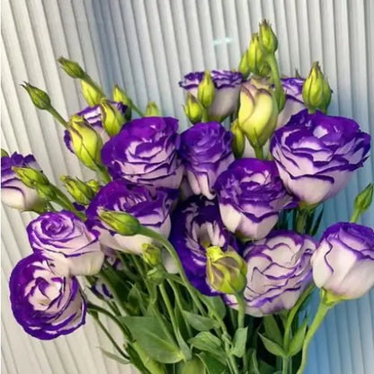 Semillas de Lisanthus, Rosa Eustoma sin espinas