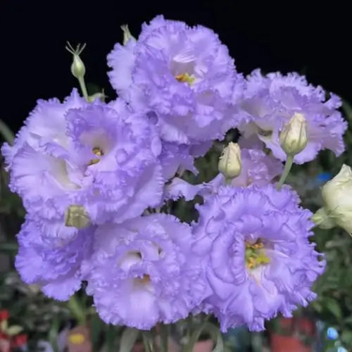 Semillas de Lisanthus, Rosa Eustoma sin espinas