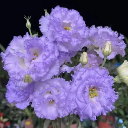Semillas de Lisanthus, Rosa Eustoma sin espinas