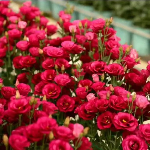 Semillas de Lisanthus, Rosa Eustoma sin espinas