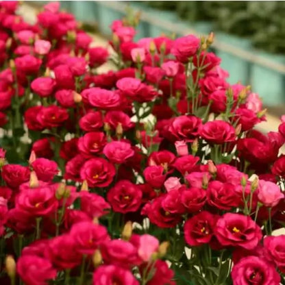 Semillas de Lisanthus, Rosa Eustoma sin espinas