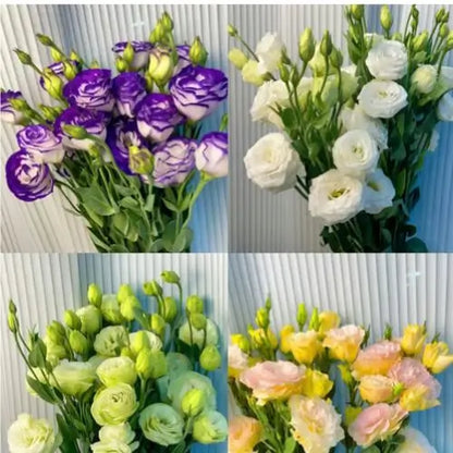 Semillas de Lisanthus, Rosa Eustoma sin espinas
