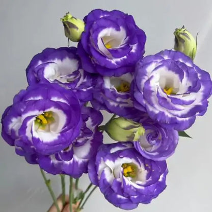 Semillas de Lisanthus, Rosa Eustoma sin espinas