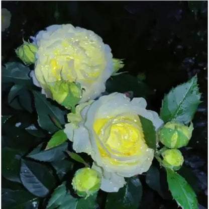 Semillas de Lisanthus, Rosa Eustoma sin espinas