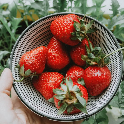 Semillas de fresa para todo el año