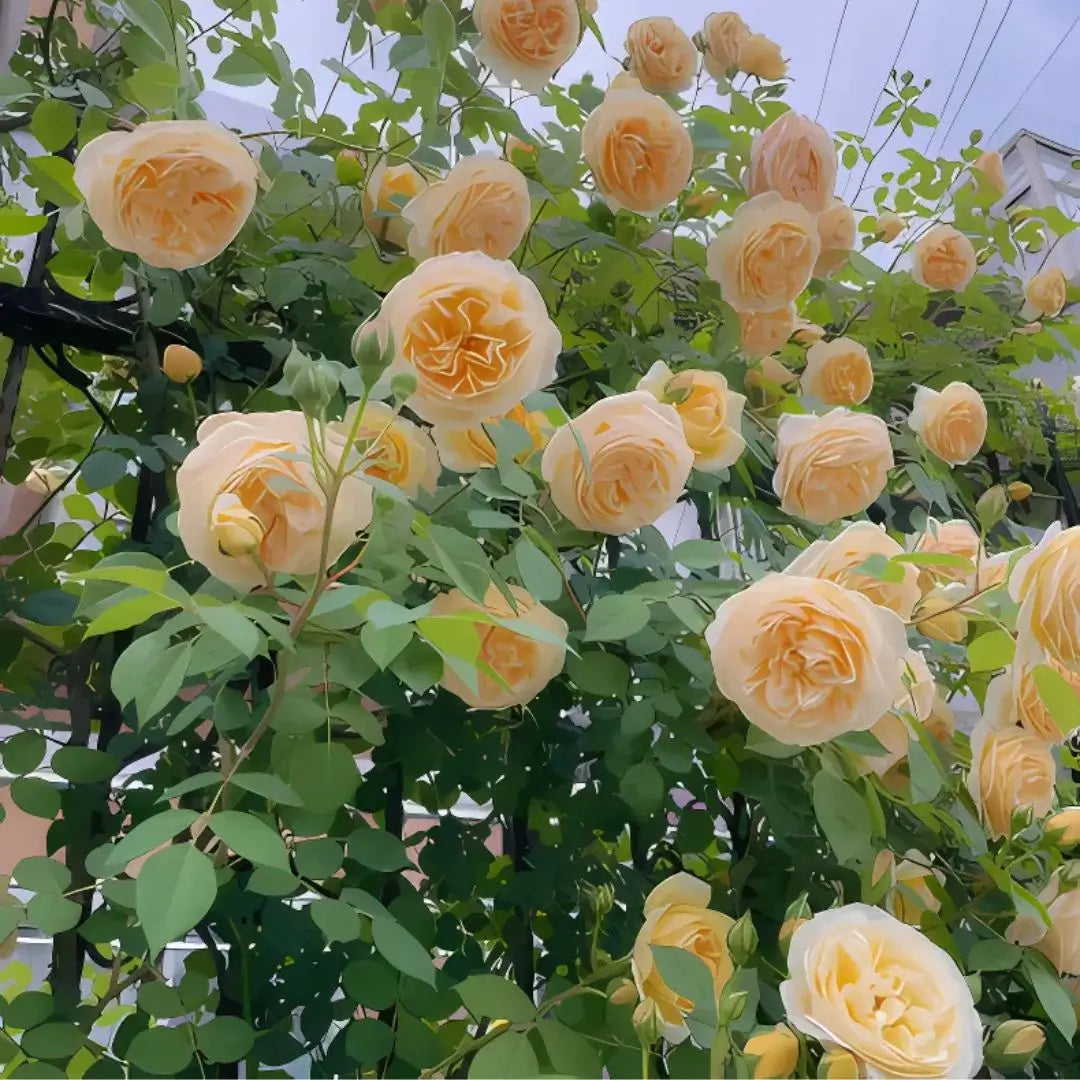 Semillas de Rosa Trepadora