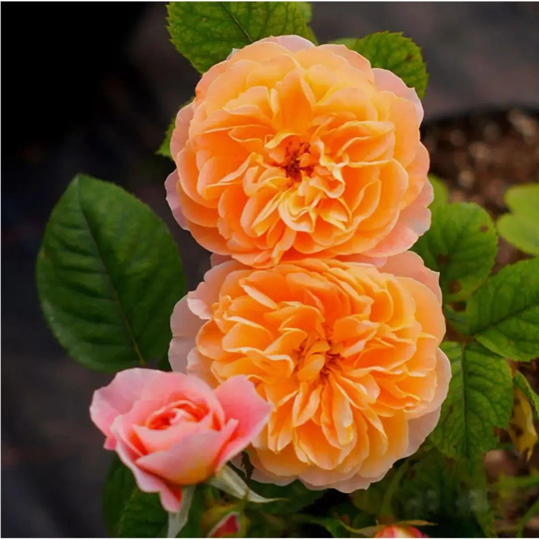 Semillas de Rosa Trepadora