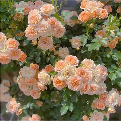 Semillas de Rosa Trepadora