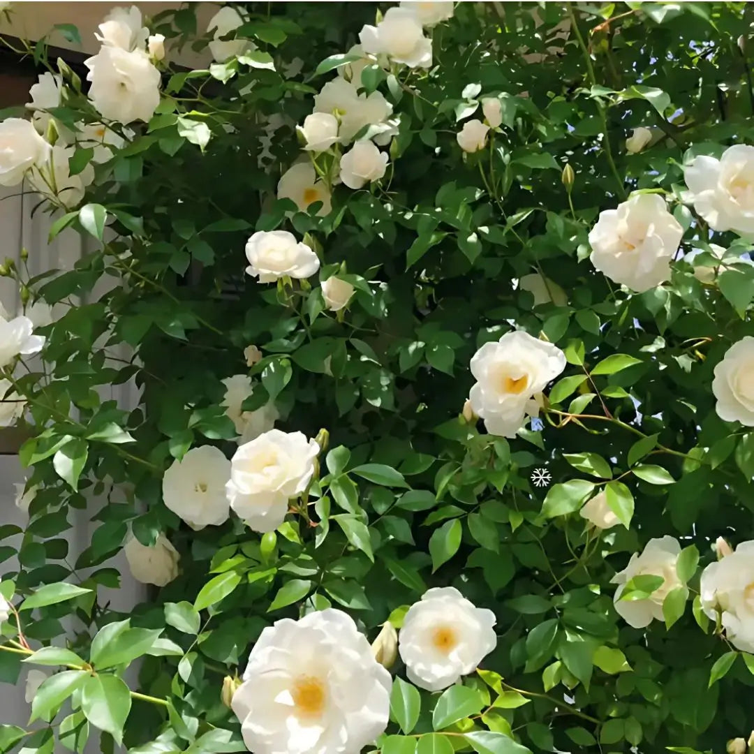Semillas de Rosa Trepadora