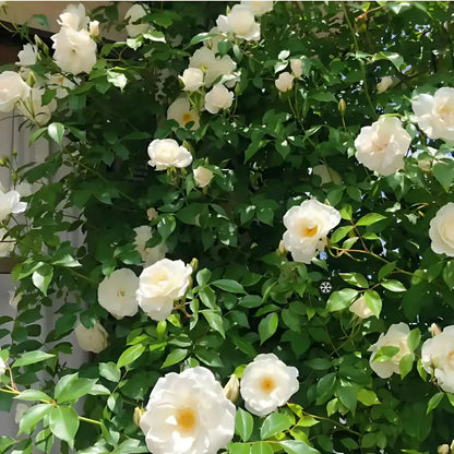 Semillas de Rosa Trepadora