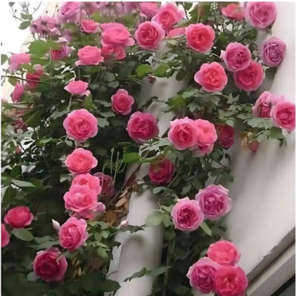 Semillas de Rosa Trepadora
