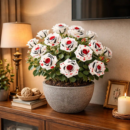 Semillas Rosa Exótica Roja, Blanca y Negra 🏡 Esencia Tricolor del Amor