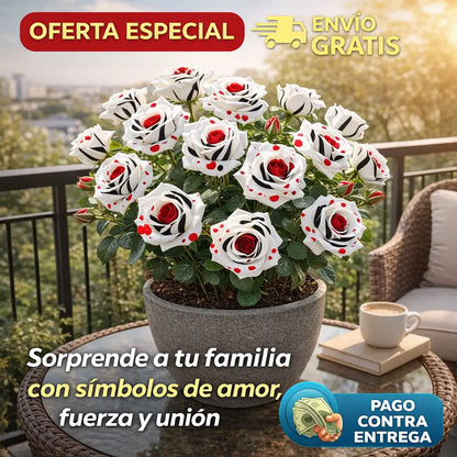 Semillas Rosa Exótica Roja, Blanca y Negra 🏡 Esencia Tricolor del Amor