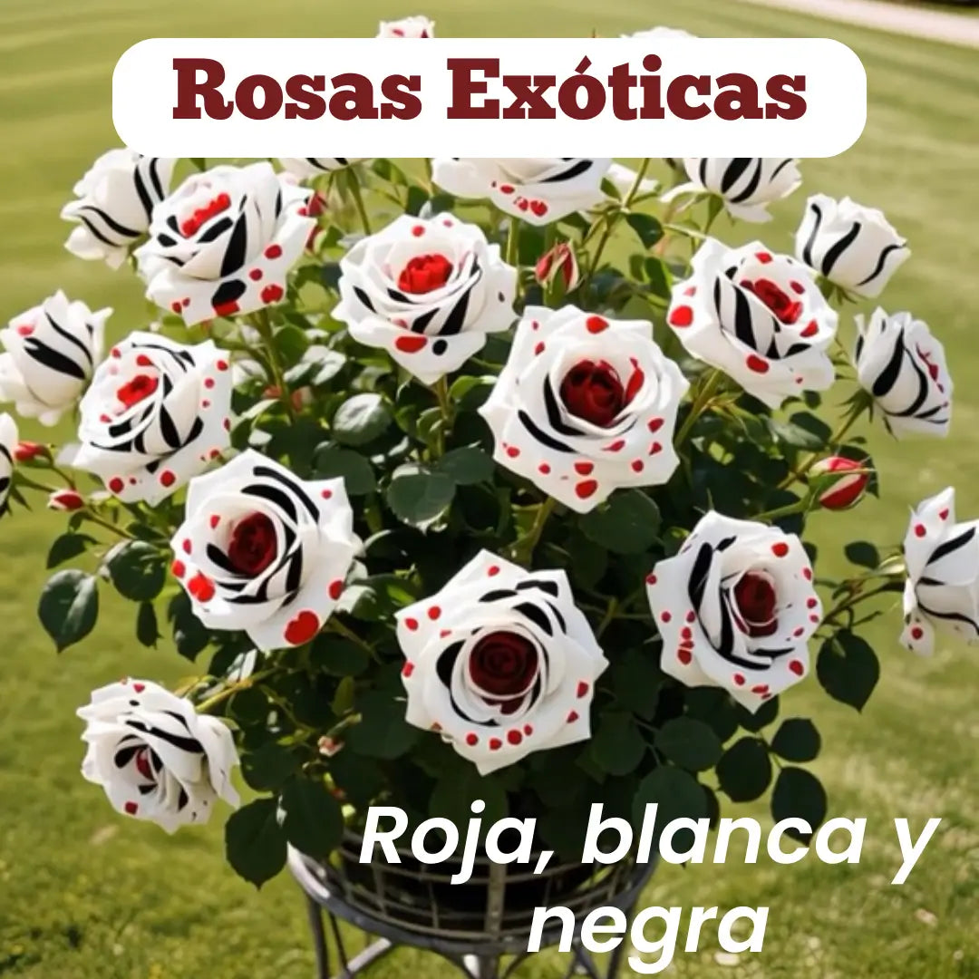 Semillas Rosa Exótica Roja, Blanca y Negra 🏡 Esencia Tricolor del Amor