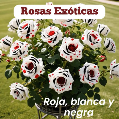 Semillas Rosa Exótica Roja, Blanca y Negra 🏡 Esencia Tricolor del Amor