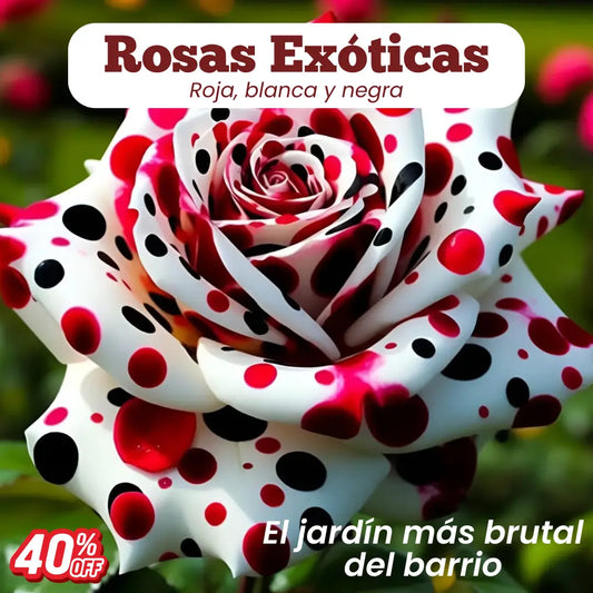 Semillas Rosa Exótica Roja, Blanca y Negra 🏡 Esencia Tricolor del Amor
