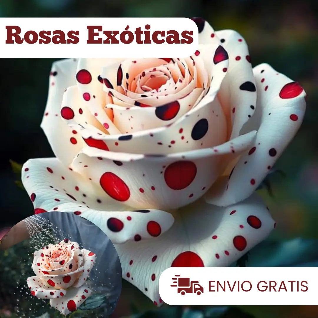 Semillas Rosa Exótica Roja, Blanca y Negra 🏡 Esencia Tricolor del Amor