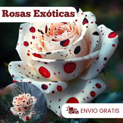 Semillas Rosa Exótica Roja, Blanca y Negra 🏡 Esencia Tricolor del Amor