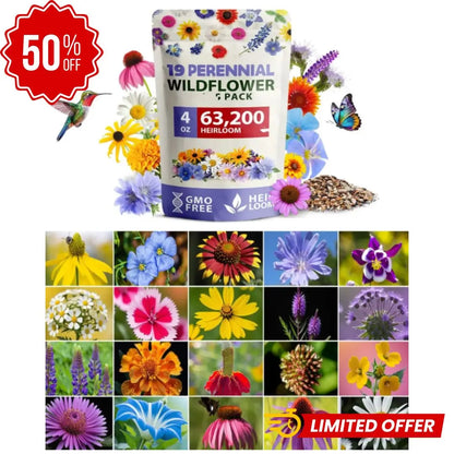Mezcla de semillas de flores silvestres Perennes de primera calidad
