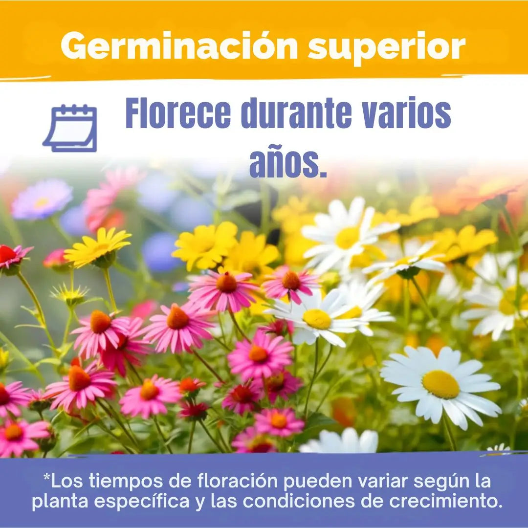 Mezcla de semillas de flores silvestres Perennes de primera calidad