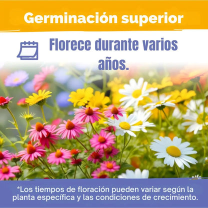Mezcla de semillas de flores silvestres Perennes de primera calidad