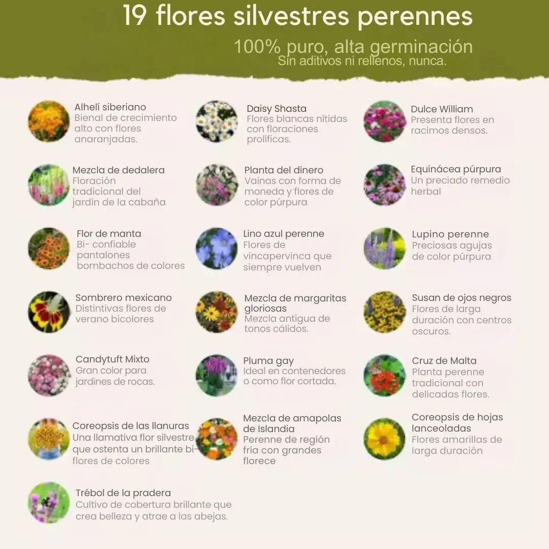 Mezcla de semillas de flores silvestres Perennes de primera calidad