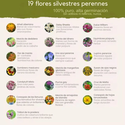 Mezcla de semillas de flores silvestres Perennes de primera calidad