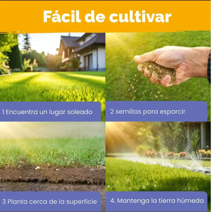 Mezcla de semillas de flores silvestres Perennes de primera calidad