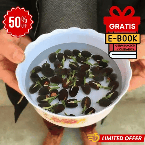Semillas de Bonsái de Loto – Cultiva y Decora 🌿