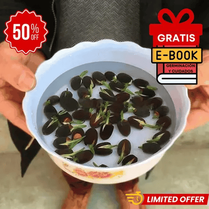Semillas de Bonsái de Loto – Cultiva y Decora 🌿